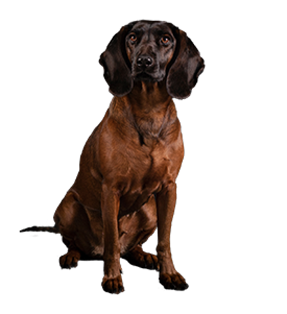 Picture for category Bavarian mountain scent hound