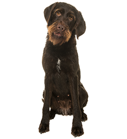 Picture for category Bohemian wire-haired Pointing Griffon