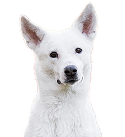 Picture for category Canaan Dog