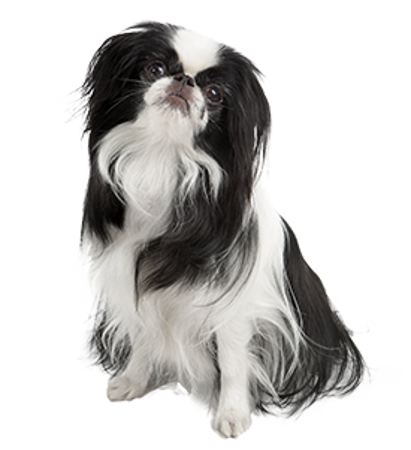 Picture for category Japanese Chin