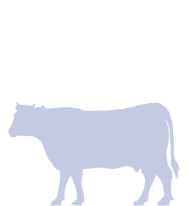 Picture for category Tests for cattle