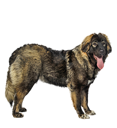 Picture for category Caucasian Shepherd Dog