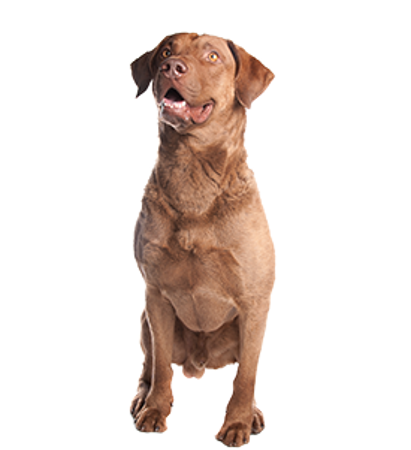 Slika za kategorijo Chesapeake Bay Retriever