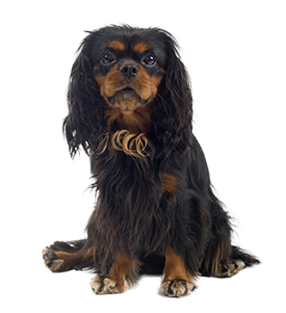 Picture for category English Toy Spaniel