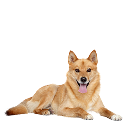 Picture for category Finnish Spitz