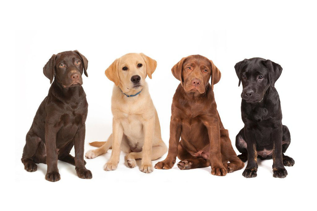 Dog coat colors explained
